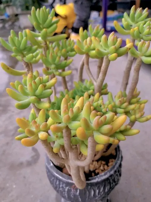 八千代多肉长什么样,开花好看吗?