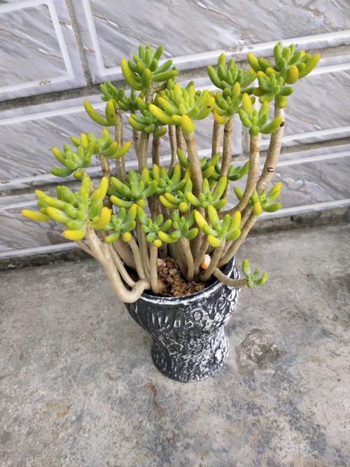 八千代多肉长什么样,开花好看吗?