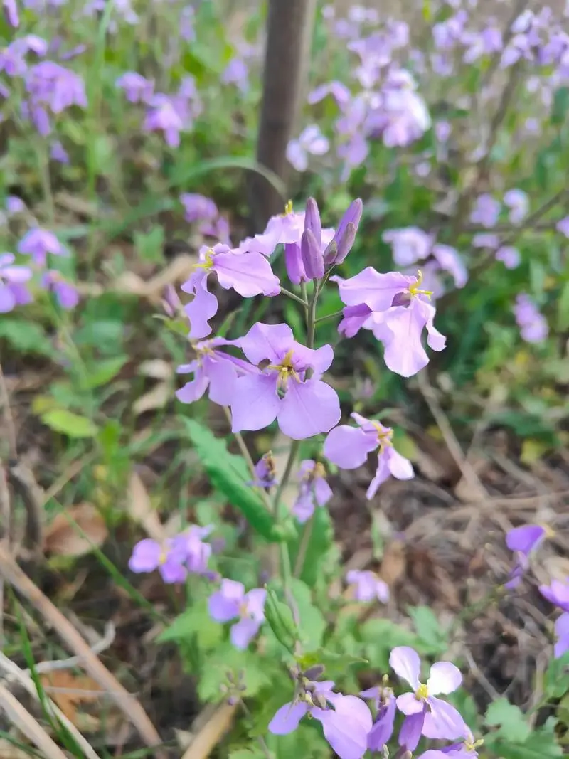 诸葛菜是什么花卉植物,会开花吗