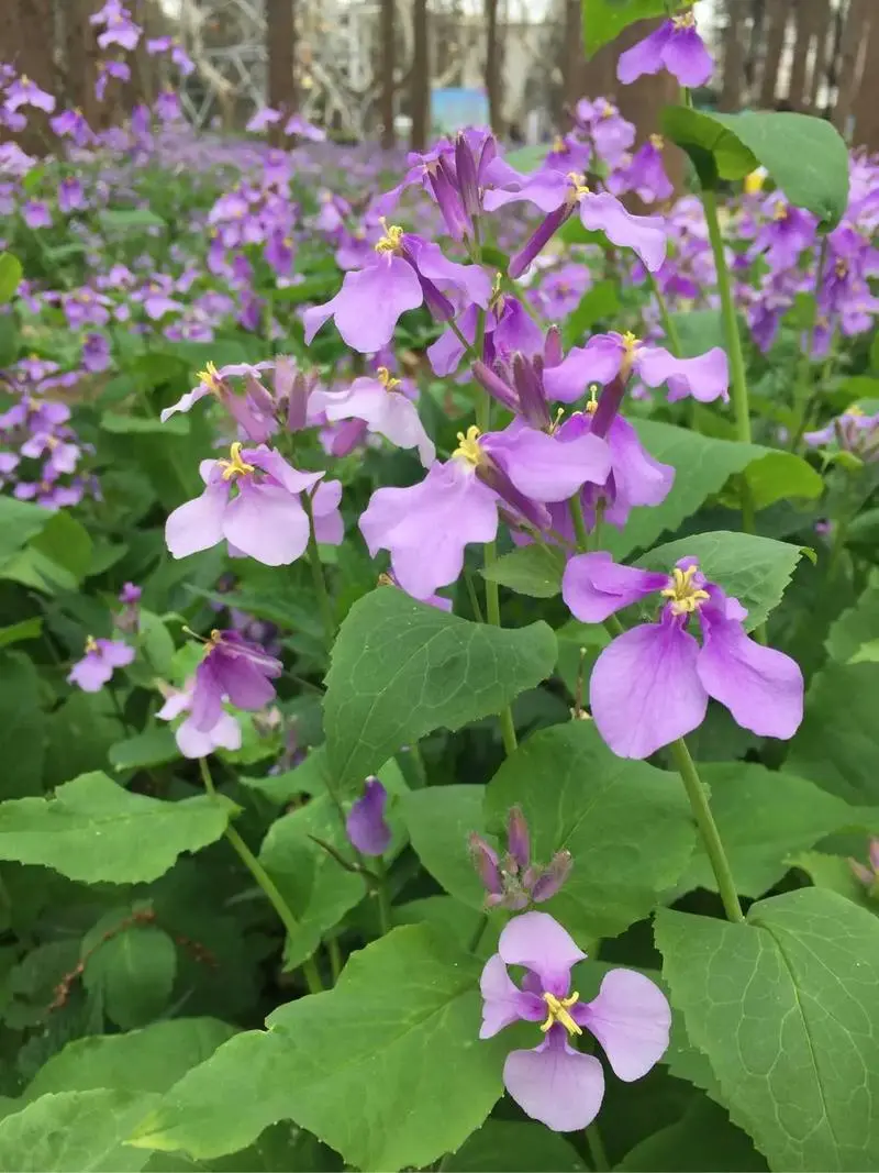 诸葛菜是什么花卉植物,会开花吗