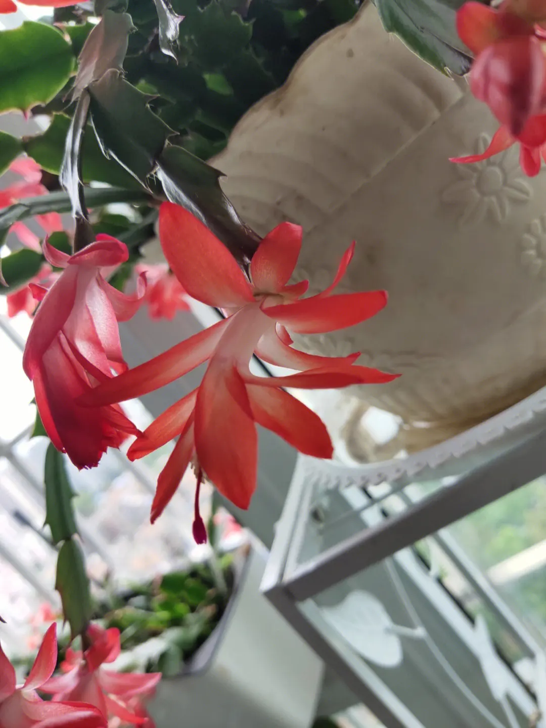 蟹爪兰开花后会结果吗,为什么开花后没有果实