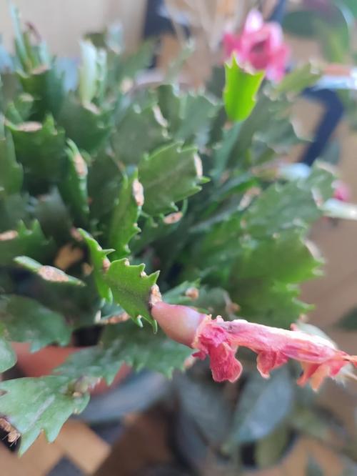 蟹爪兰开花后会结果吗,为什么开花后没有果实