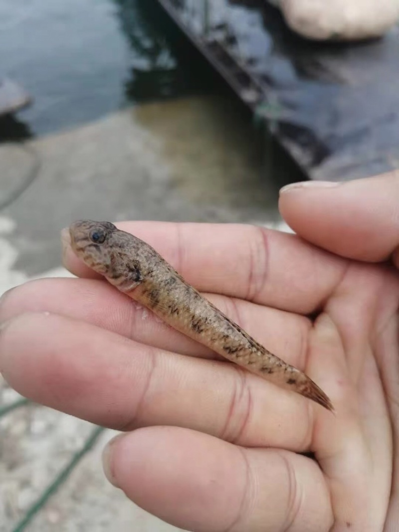 山根鱼的生长环境是什么,有什么特点