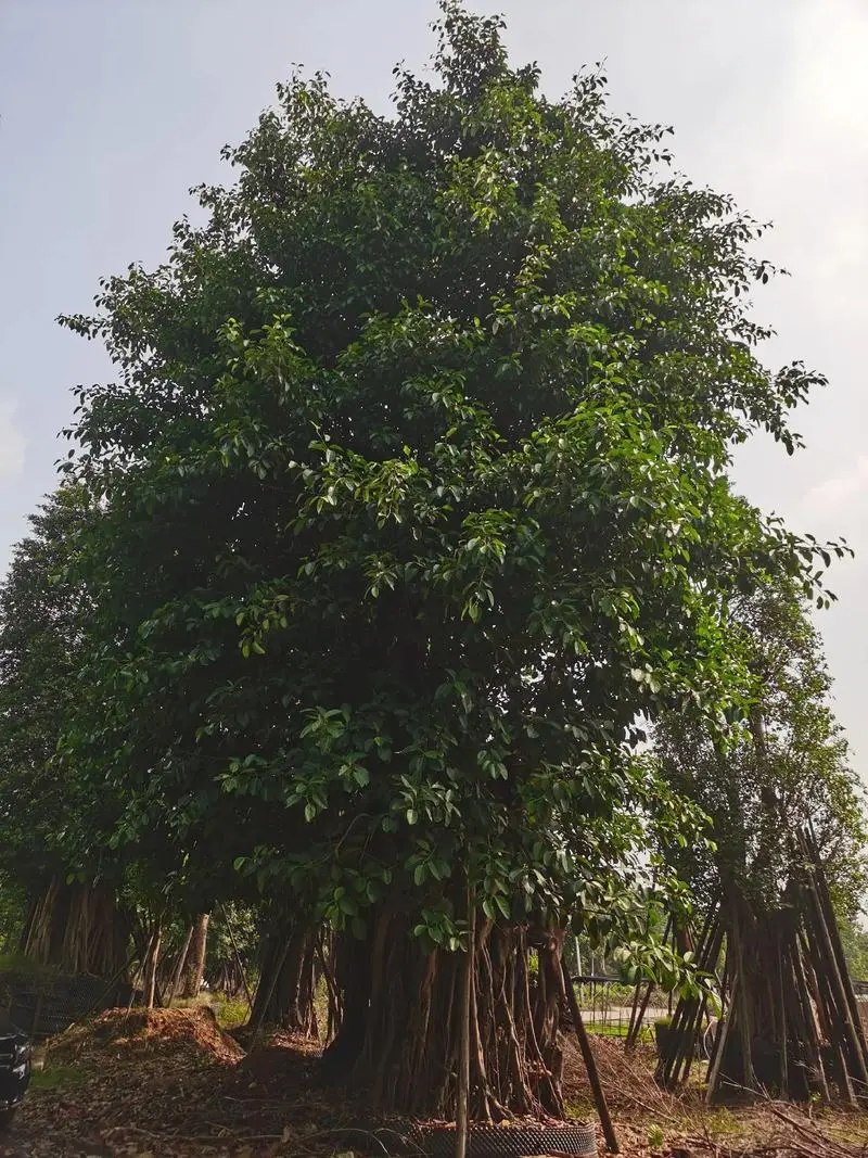 高山榕生长分布在哪些地方,有什么特点和价值