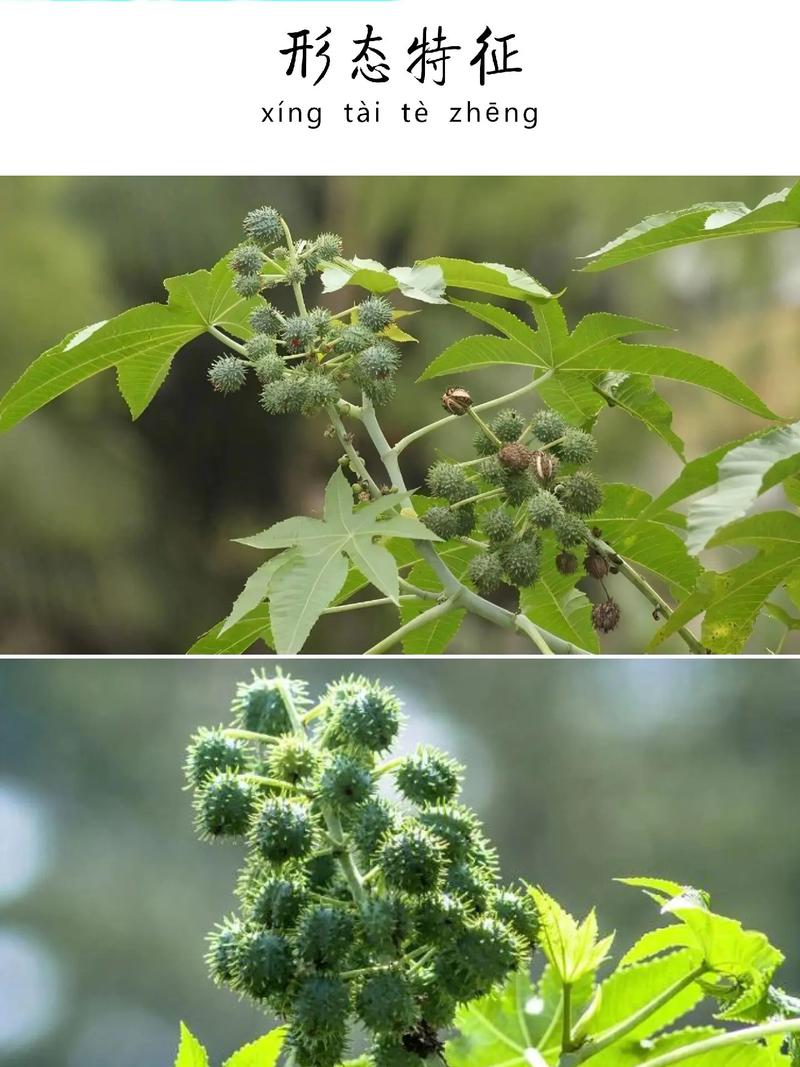 蓖麻是什么植物,生长环境和气候特点介绍