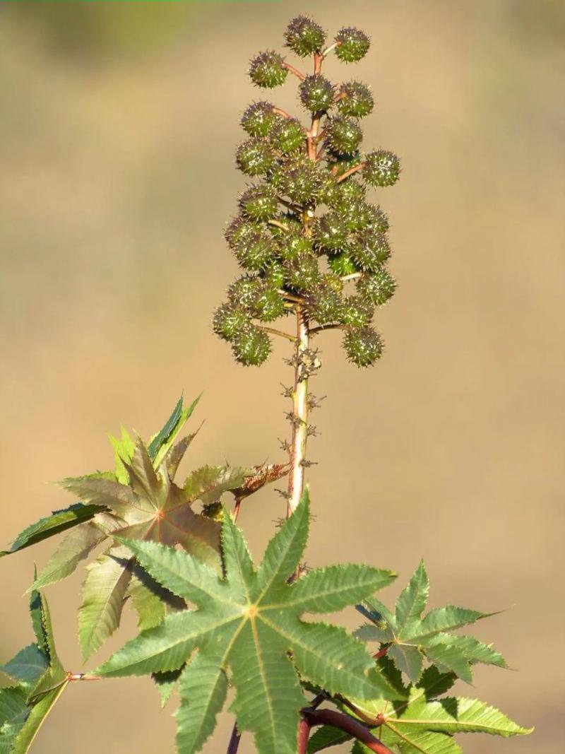 蓖麻是什么植物,生长环境和气候特点介绍