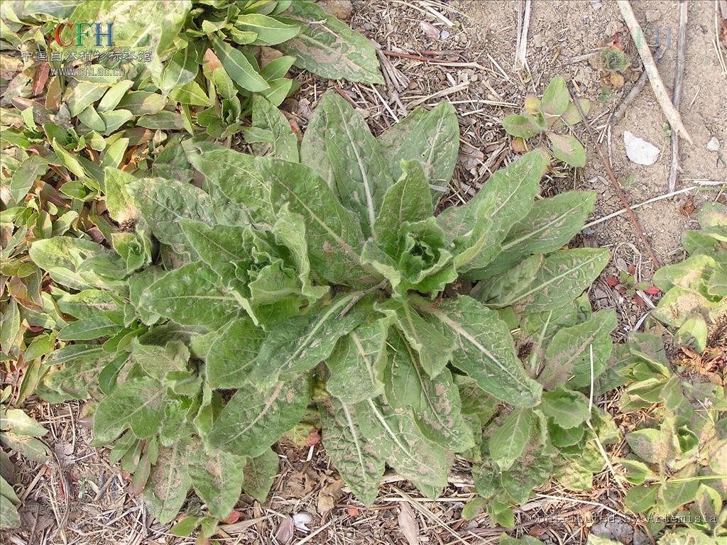 小花山桃草是什么植物,有什么价值与危害