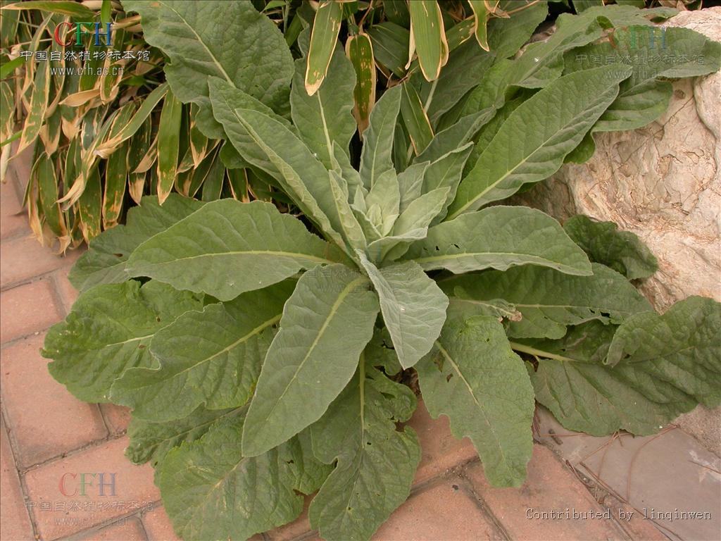 小花山桃草是什么植物,有什么价值与危害