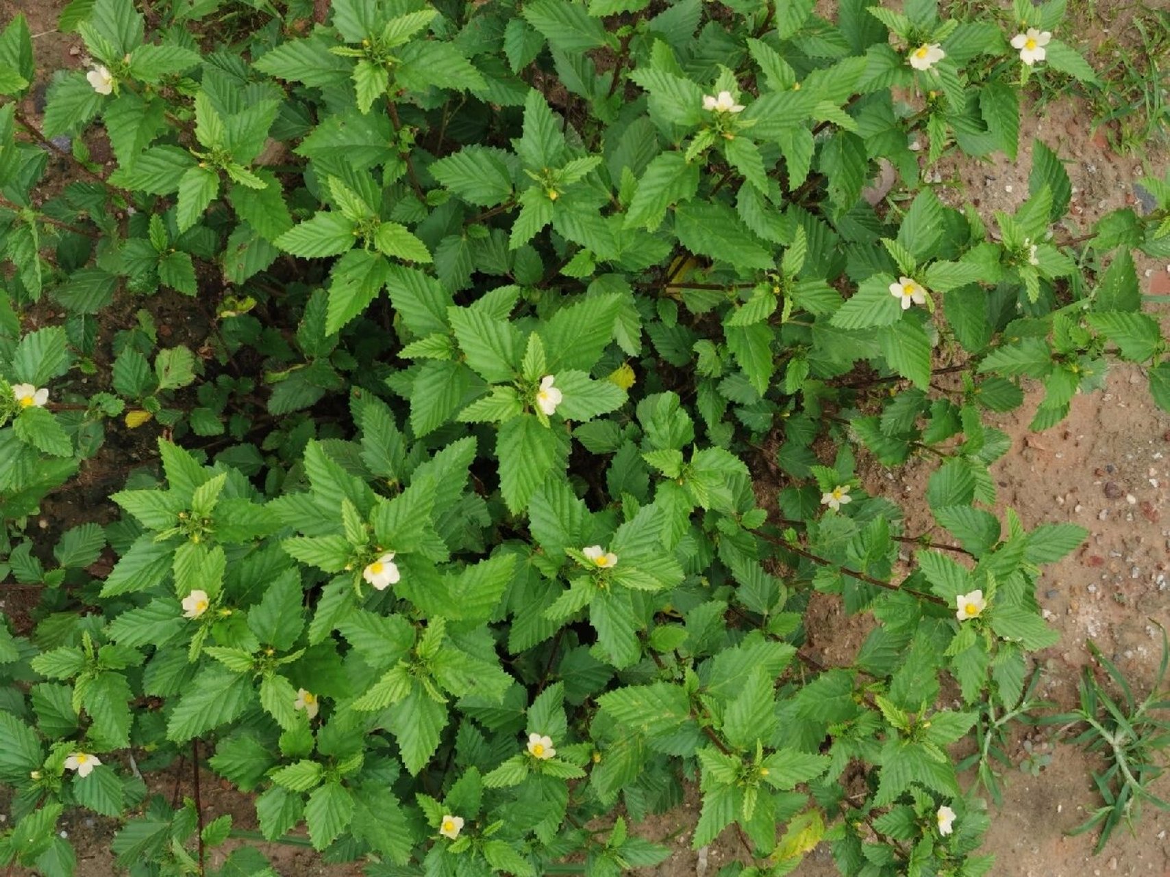 赛葵是什么植物,有什么作用和特征