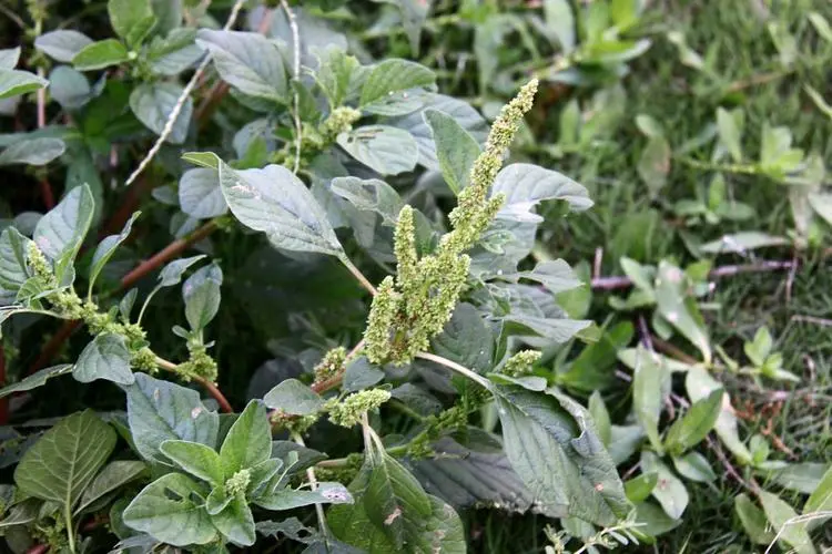 凹头苋长什么样,是能吃的野菜吗