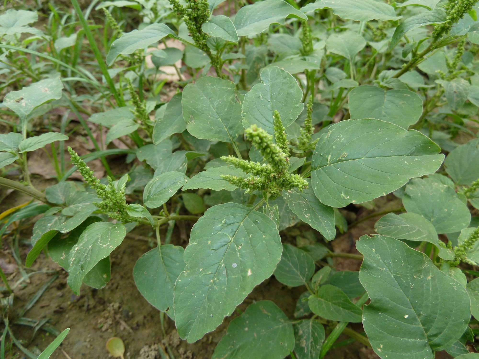 凹头苋长什么样,是能吃的野菜吗