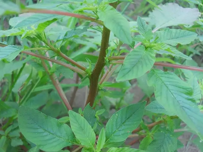 植物命名奥秘-为何众多植物以“苋”字结尾?
