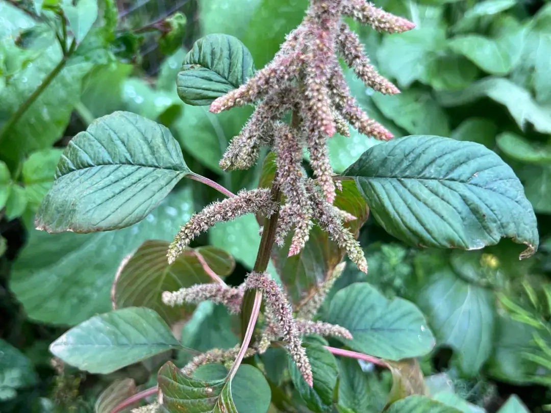 植物命名奥秘-为何众多植物以“苋”字结尾?