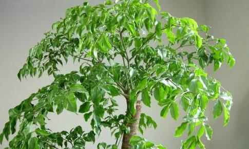 <b>寻找幸福树的“替身”？这五种花卉植物让你眼花缭乱</b>