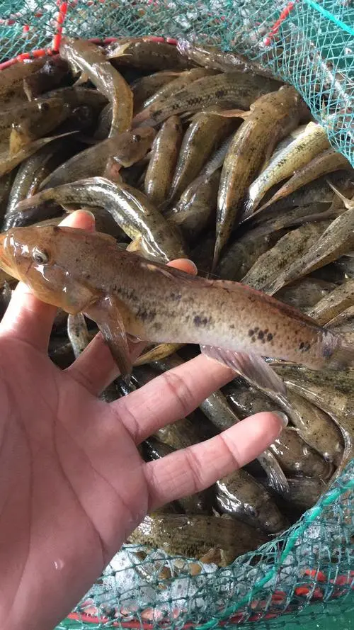 笋壳鱼生长环境要求是什么,有什么特征和价值?