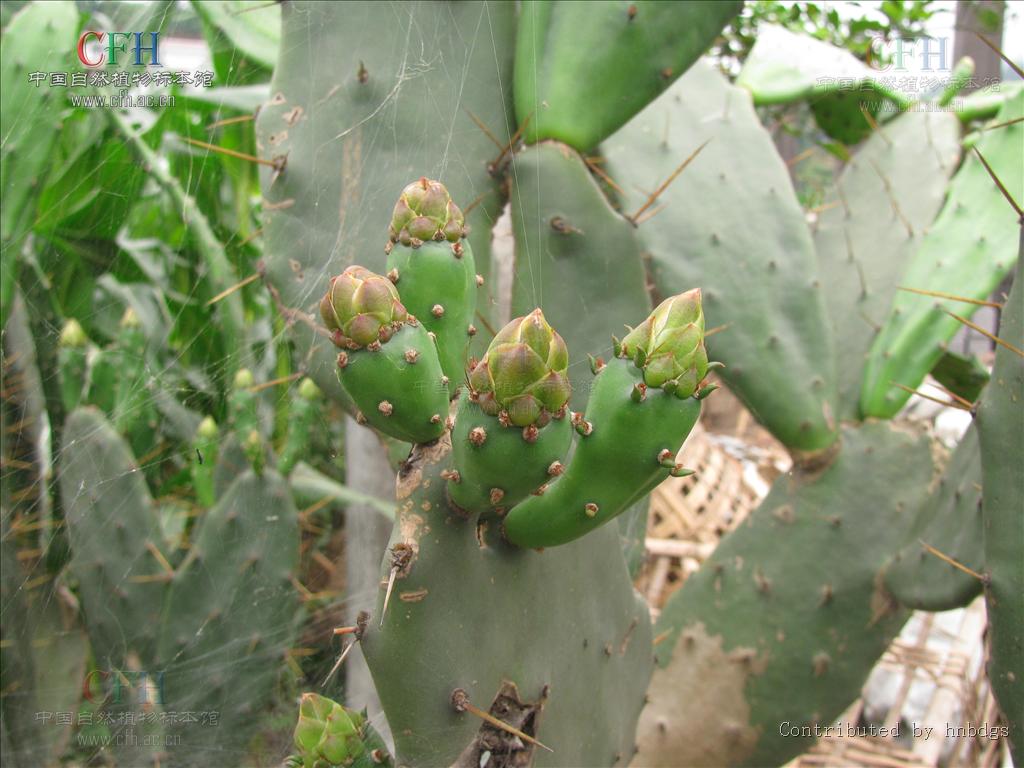 梨果仙人掌是什么植物,有什么特征,生长分布在哪些地方