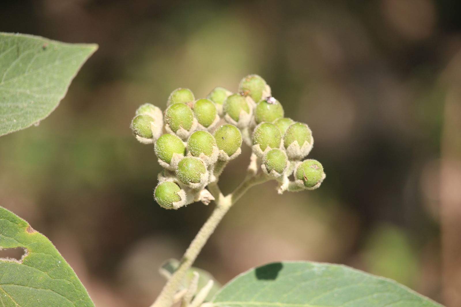 假烟叶树是什么植物,有什么价值特点