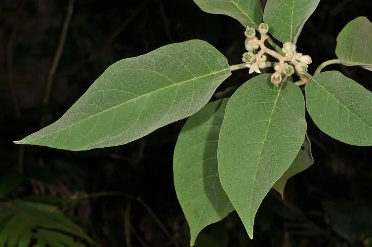 假烟叶树是什么植物,有什么价值特点