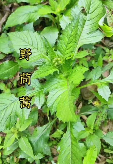 野茼蒿能吃吗,和茼蒿有什么区别?