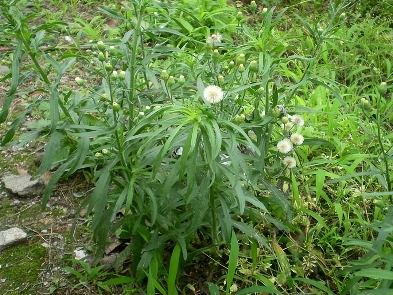 香丝草长什么样,有什么价值和用途