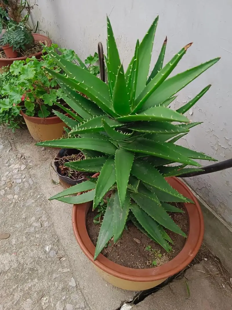 裴翠殿是什么植物,和芦荟有什么区别