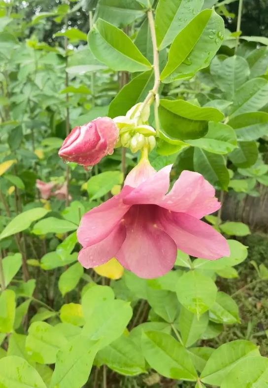 紫蝉花长什么样,有没有香味,怎么养殖?