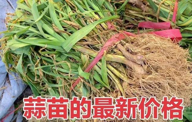<b>山东蒜苗2024年9月30日最新价格信息及行情走势</b>