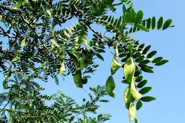 山扁豆介绍，营养美食与药用价值并存的植物