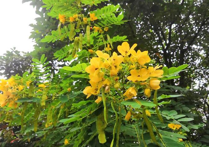 山扁豆介绍，营养美食与药用价值并存的植物