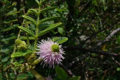 入侵植物刺轴含羞草介绍，它有什么价值和危害？