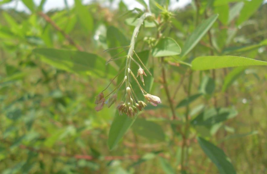 入侵植物南美山蚂蟥介绍，它有什么危害和价值用途