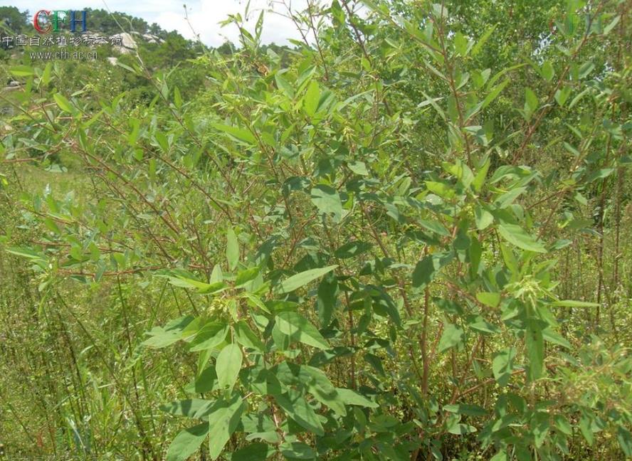 入侵植物南美山蚂蟥介绍,它有什么危害和价值用途