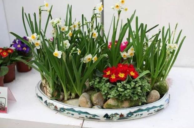 <b>水仙花土栽还是水培好，有哪些养护技巧？</b>