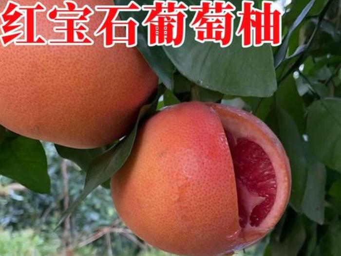 <b>广西红宝石葡萄柚2024年10月10日最新价格信息及行情走势</b>