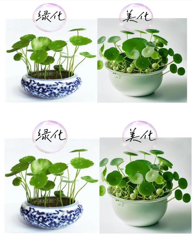 水培养殖铜钱草需要什么条件?