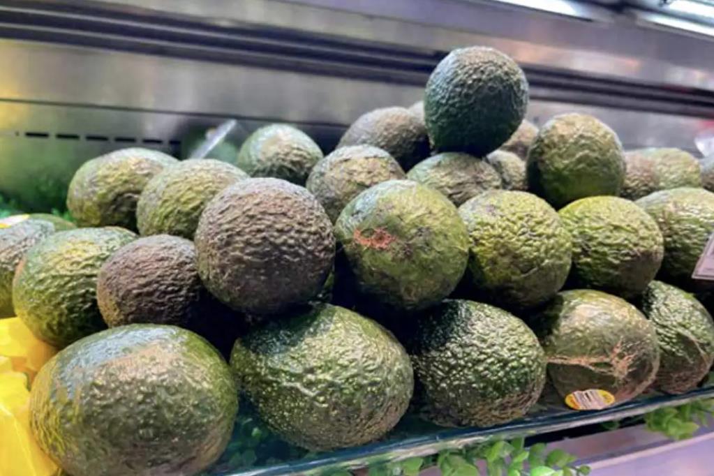 <b>云南高山牛油果2024年10月11日最新价格信息及行情走势</b>