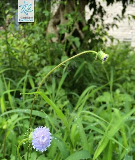 蓝花野茼蒿有毒吗,有什么特点和价值?