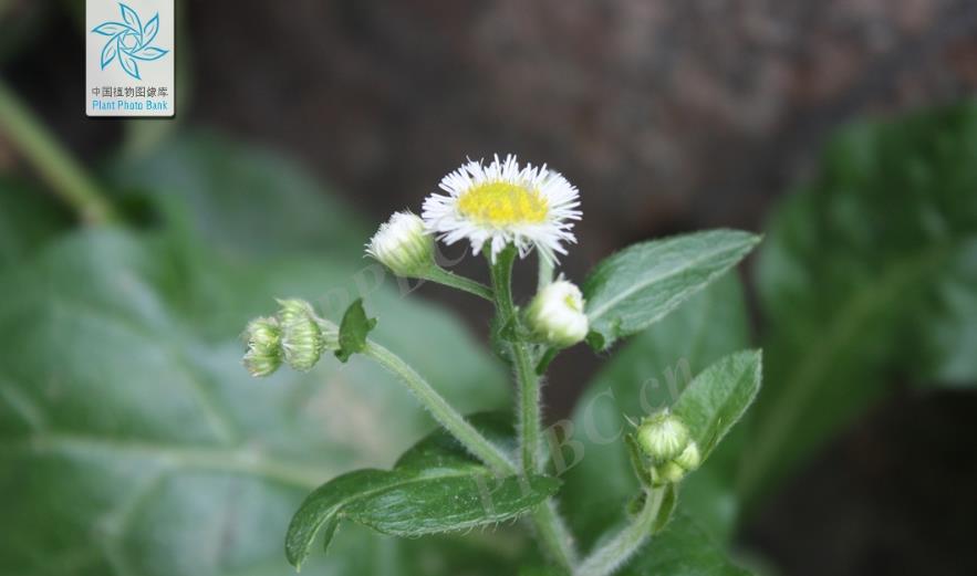 春飞蓬是入侵植物吗?带来了什么危害或者价值?