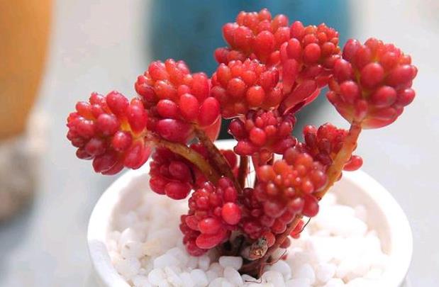 多肉红色浆果有什么特点,怎么分盆繁殖?