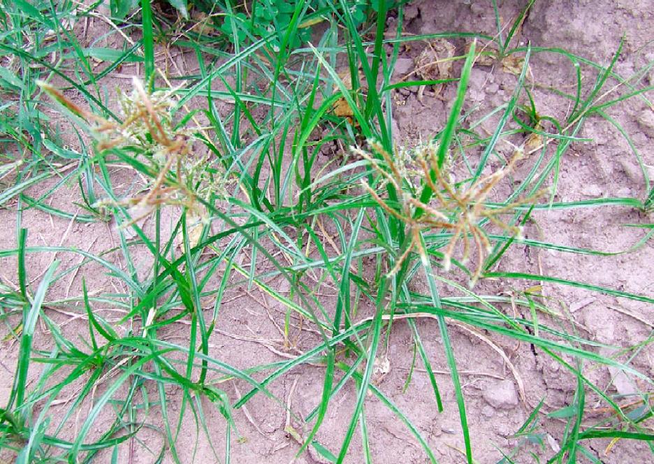 苏里南莎草是入侵植物吗,有什么价值和危害?