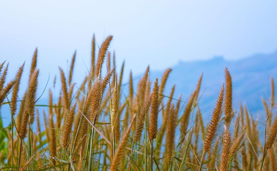 梯牧草有什么别名,可以做牧草饲料吗?