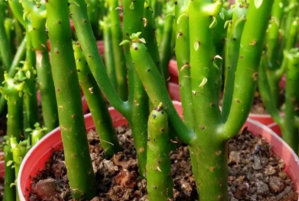 光棍树是什么花卉植物,阳台怎么养殖?