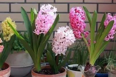 <b>风信子开花后怎么养护和管理？</b>