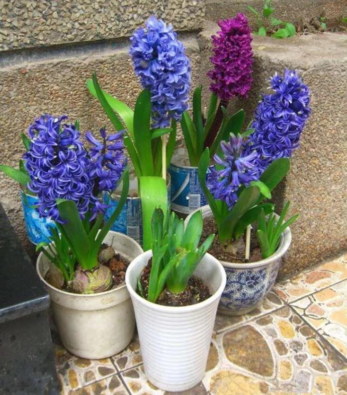 风信子开花后怎么养护和管理?