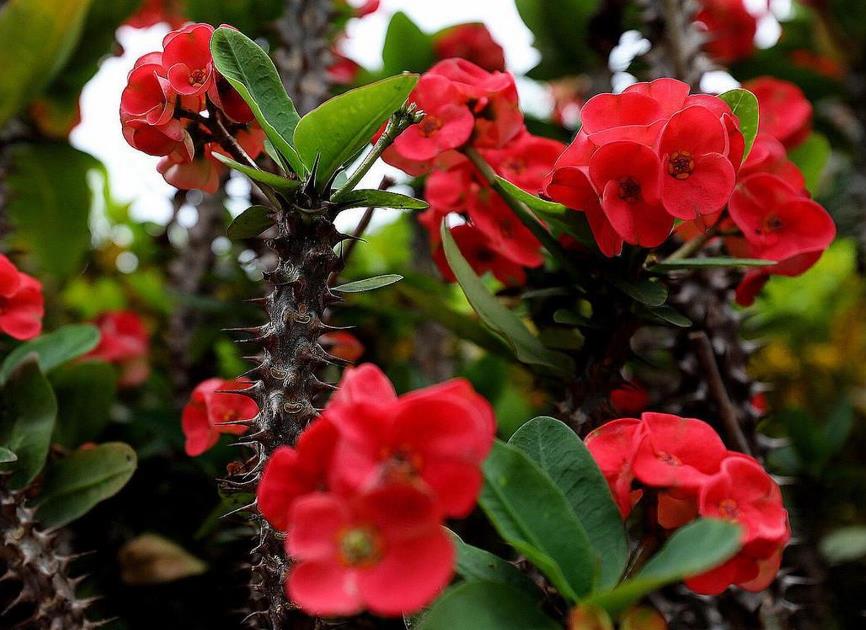 虎刺梅生长开花温度范围是多少?