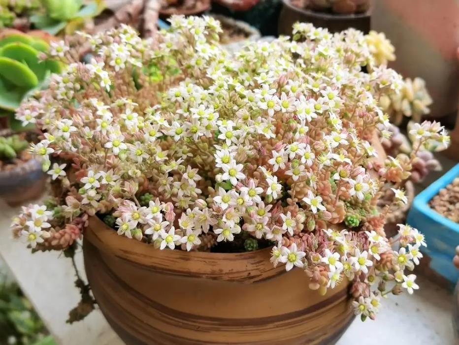 姬星美人好养吗,有香味吗?