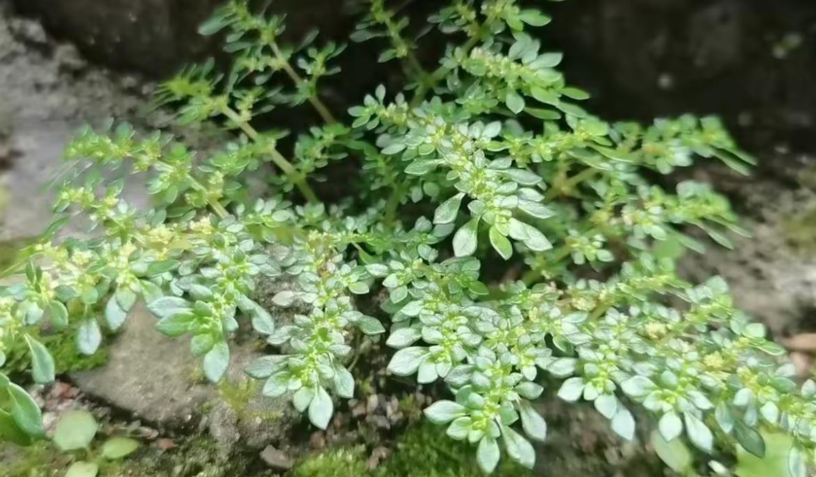 小叶冷水花养殖土培还是水培好,有什么技巧?