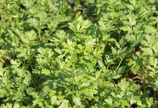 <b>北京香菜品种批发2024年10月17日最新价格信息及行情走势</b>