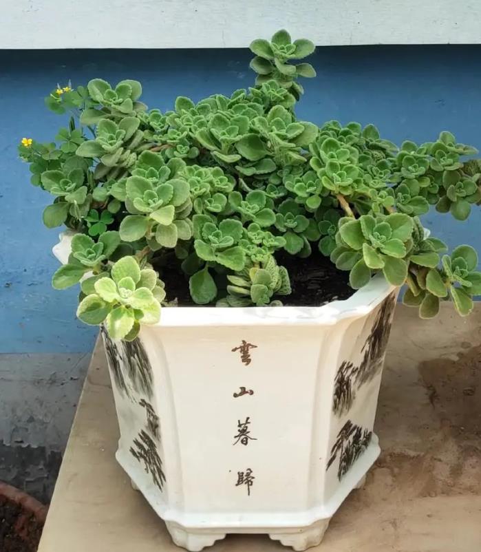 碰碰香还是一抹香?一篇文章带你认清真相