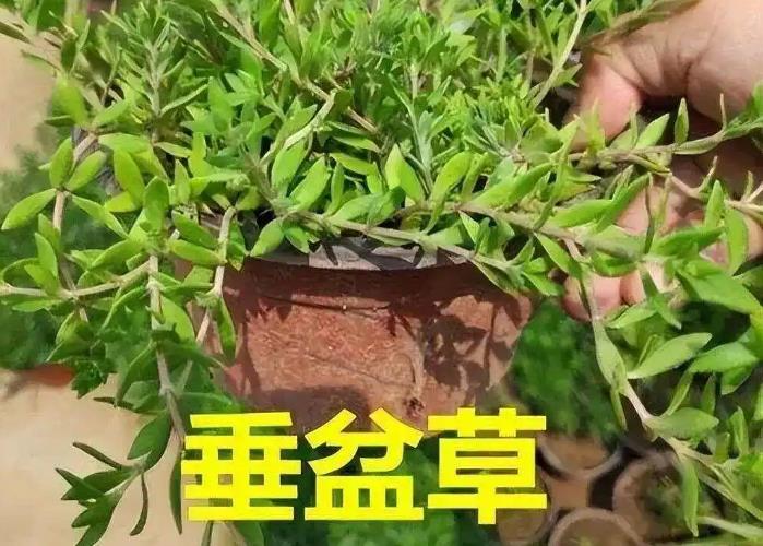 垂盆草的养殖环境要求及功效作用介绍